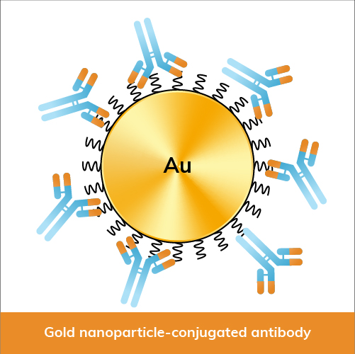 Gold nanoparticle-conjugated antibody